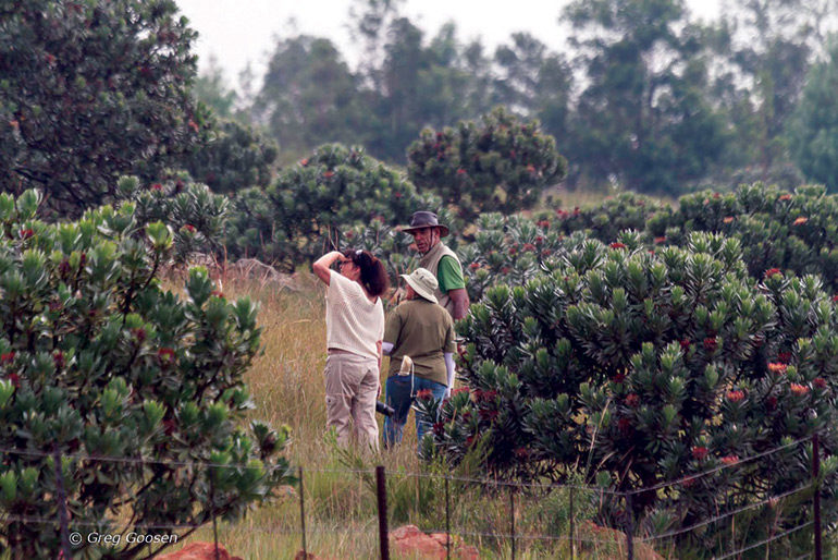 Bird-ringing-expedition-to-Lydenburg
