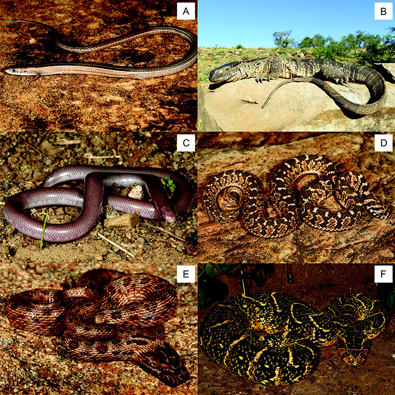 Examples-of-reptiles-collected-2