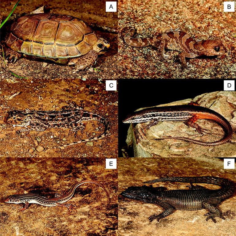 Examples-of-reptiles-collected