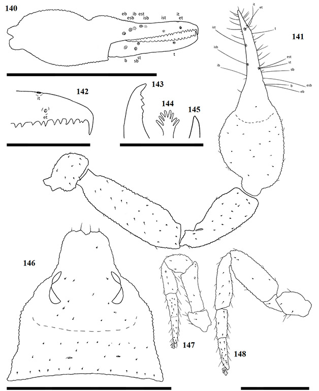 Figs-140-148-(A_subimpressus-Diagrams)