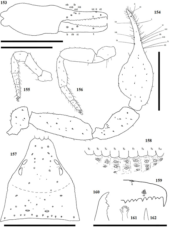 Figs-153-162-(A_triangularis-Diagrams)