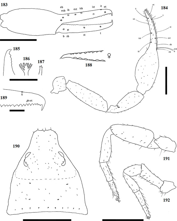 Figs-183-192-(G_flavus-Diagrams)
