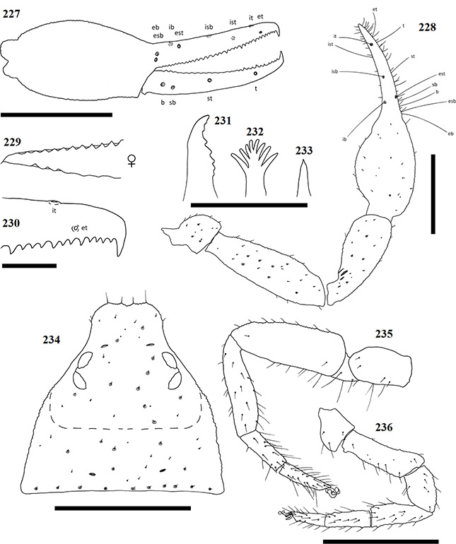 Figs-227-236-(G_octoramosus-Diagrams)
