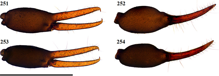 Figs-251-254-(G_tectomaculatus-Chela)