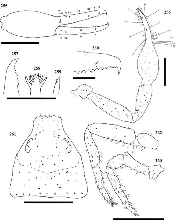 Figs-255-263-(G_tectomaculatus-Diagrams)