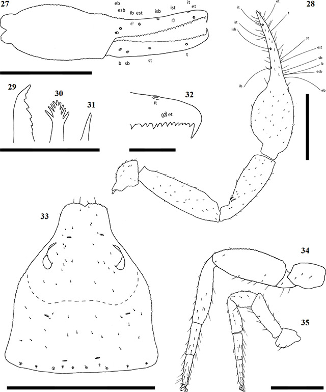Figs-27-35-(A_carmenae-Diagrams)