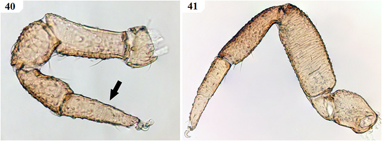 Figs-40-41-(A_castigatus-Legs)