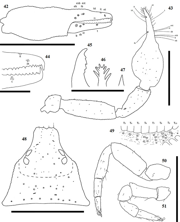 Figs-42-51-(A_castigatus-Diagrams)