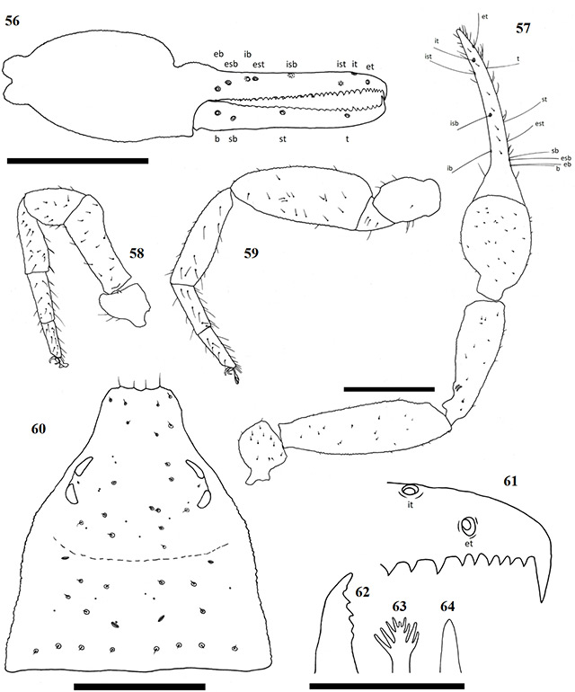 Figs-56-64-(A_excelsus-Diagrams)
