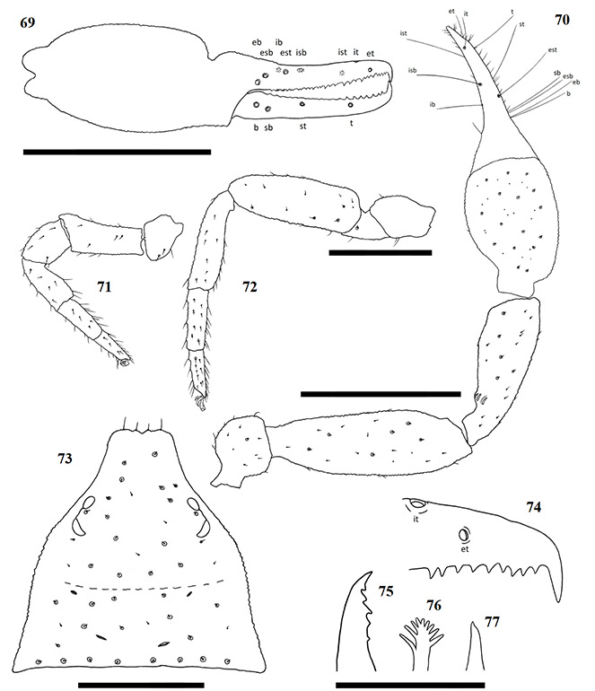 Figs-69-77-(A_impressus-Diagrams)
