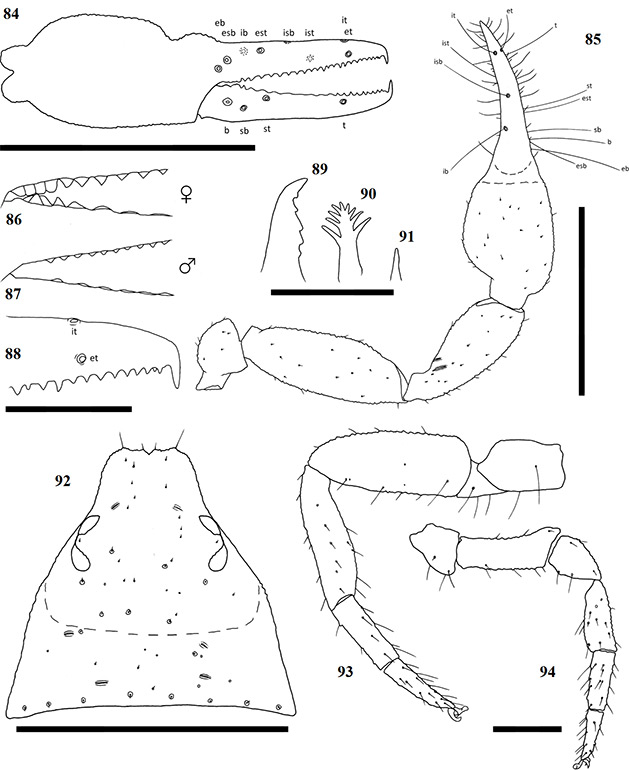 Figs-84-94-(A_megamolaris-Diagrams)