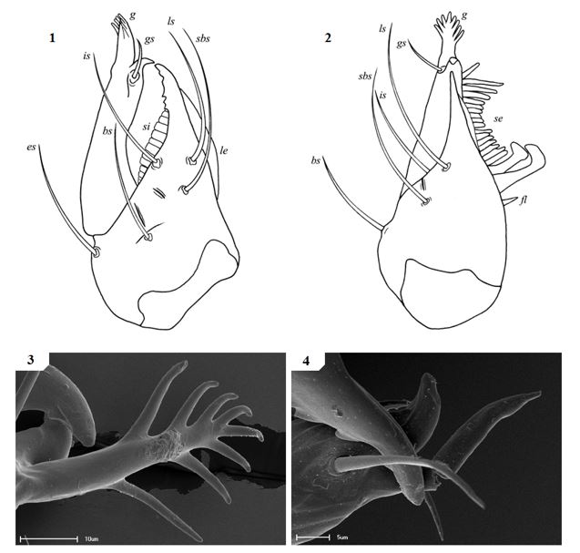 General morphology of geogarypid chelicerae galea