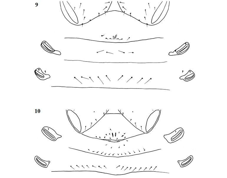 General-morphology-of-geogarypid-genital-opercula