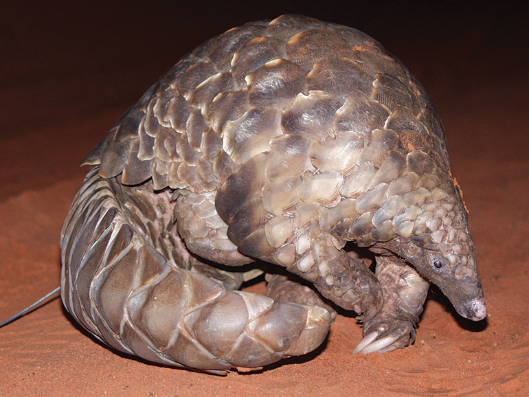 Ground-Pangolin