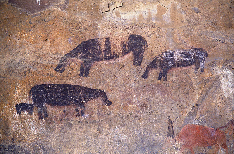 Hippos-Eastern-Cape-Province