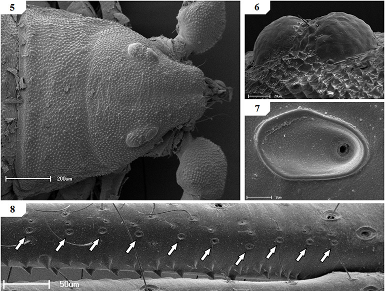 Scanning-electron-micrographs-of-Afrogarpus-excelsus