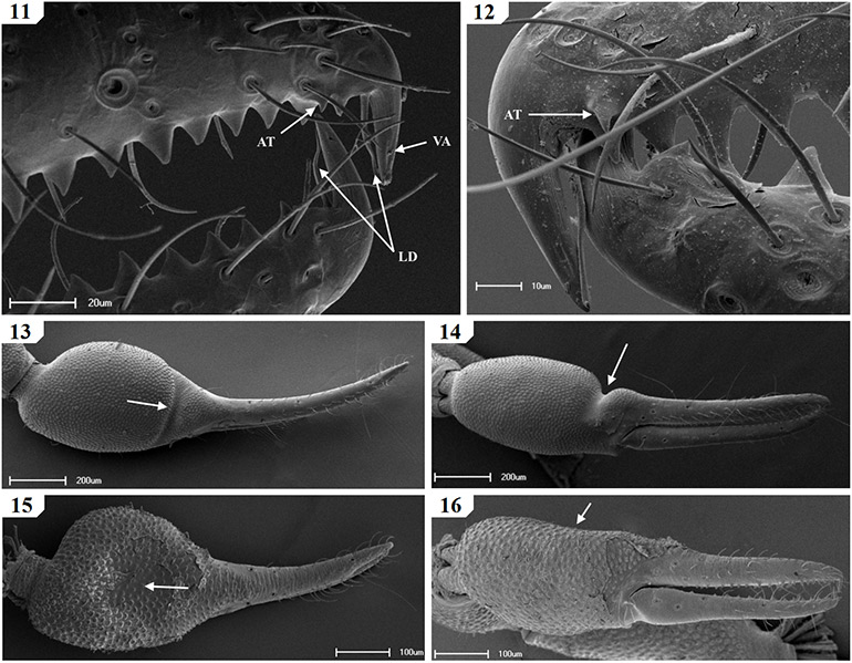 Scanning-electron-micrographs-of-South-African-Geogarypidae-morphology