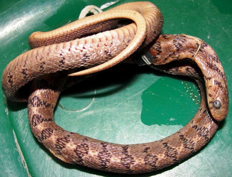 10_Fig.-4B_Dasypeltis-confusa_NMK-S489_Male_P