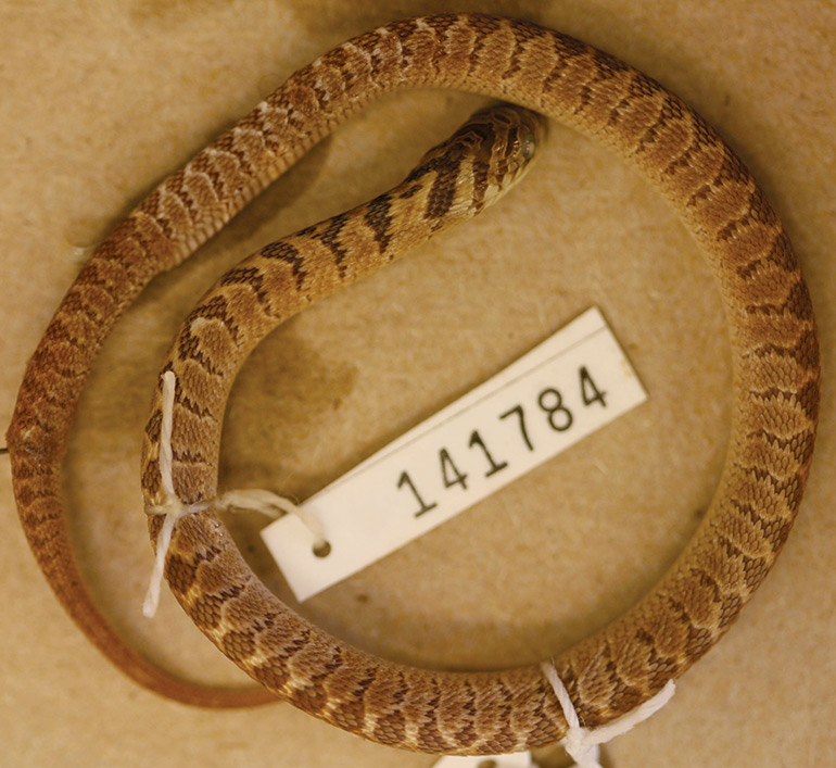 11_Fig.-4C_Dasypeltis-confusa_Mumias-2_cropped_CAS-141784_J