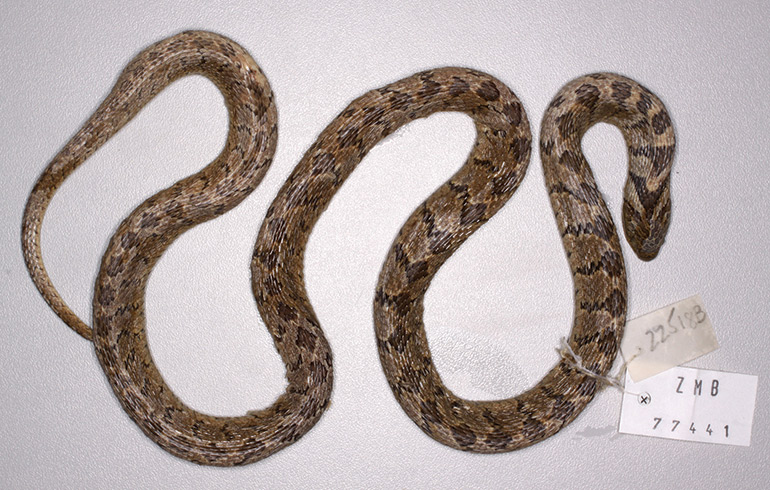 12_Fig.-4D_Dasypeltis-confusa_Lake-Kivu,-Rwanda_F