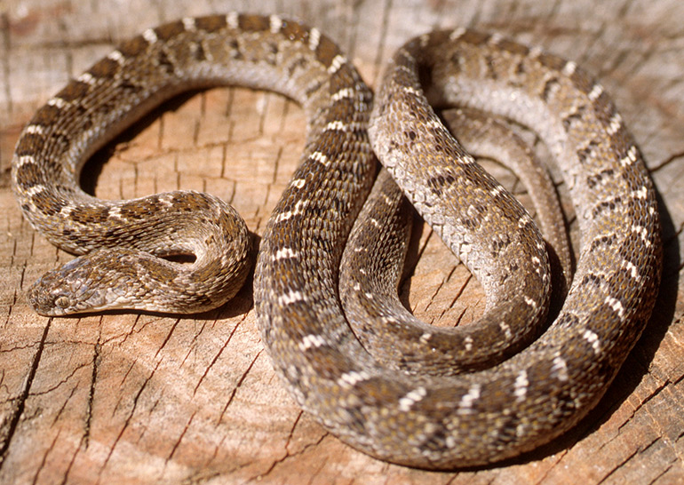15_Fig.-5C_Dasypeltis-scabra_Wajir,-Kenya_S