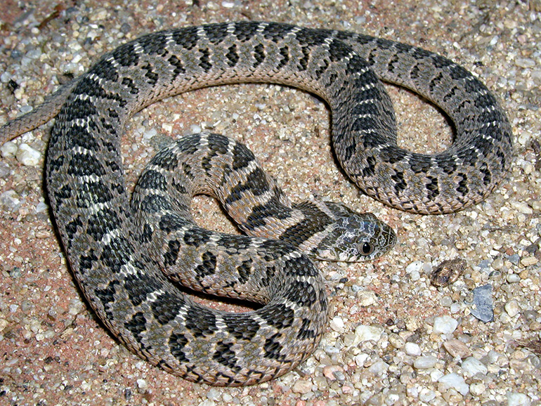 16_Fig.-5D_Dasypeltis-scabra_juv_Loita-Hills,-Kenya_T