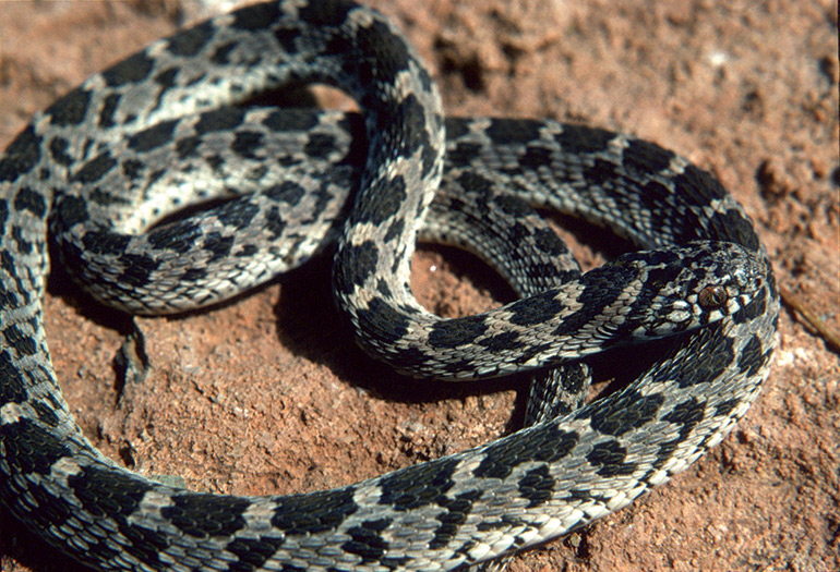 19_Fig.-5G_Dasypeltis-scabra_Awash-National-Park,-Ethiopia_S