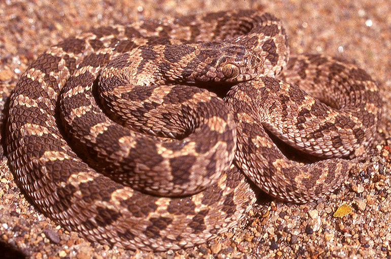 20_Fig.-5H_Dasypeltis-scabra_Awash-Nat-Park,-Ethiopia_-Echis-mimic_S