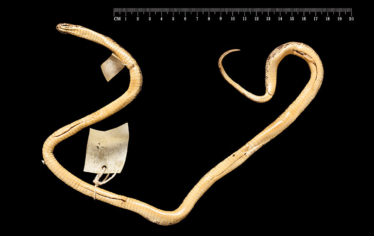 23_Fig.-7B_Dasypeltis-scabra-97.10.28