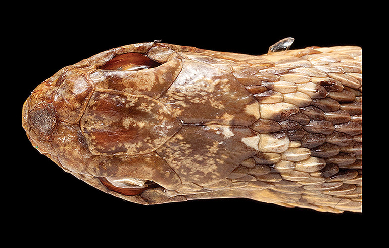 24_Fig.-8A_Dasypeltis-aegyptia_BM-97.10.28