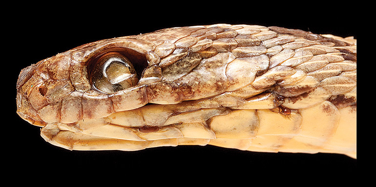 25_Fig.-8B_Dasypeltis-aegyptia_BM-97.10.28