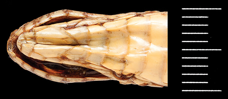 26_Fig.-8C_Dasypeltis-aegyptia_BM-97.10.28