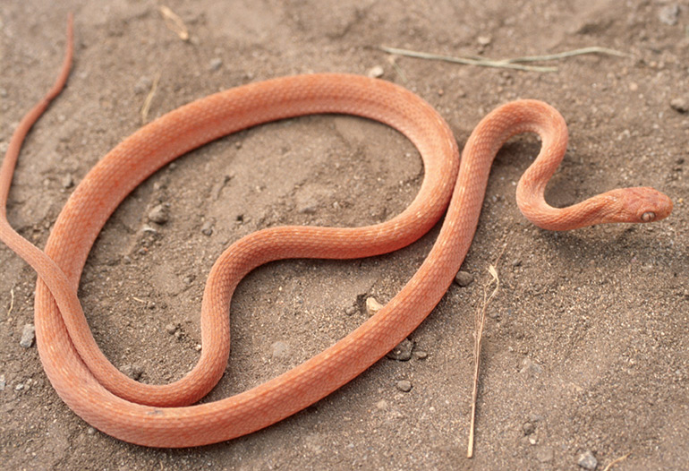 5_Fig.-2D_Dasypeltis-medici_Tanga,-N-Tanzania_S