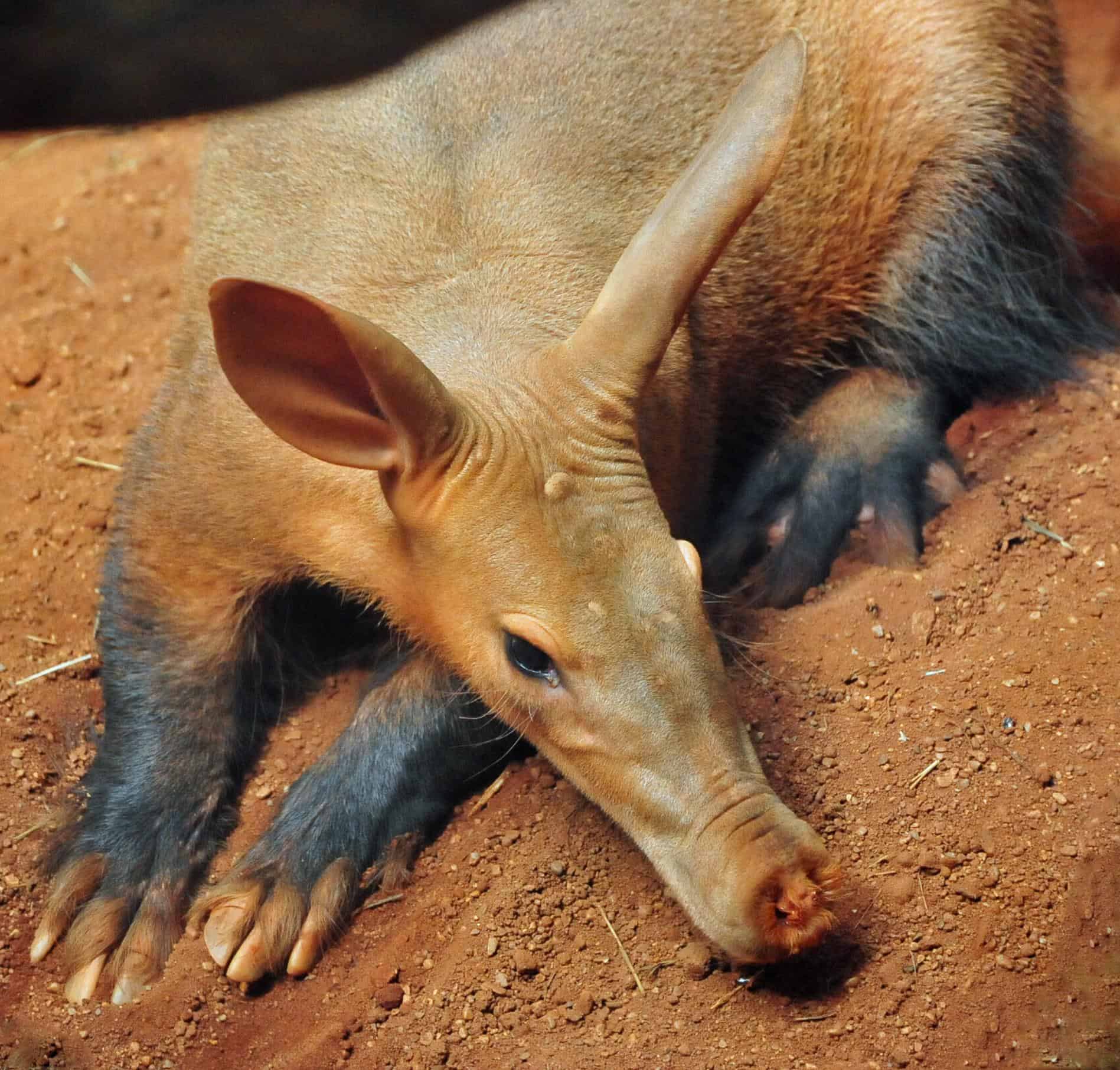 Aardvarks Orycteropus Afer And Their Symbolism In African Culture Aardvarks Orycteropus Afer And Their Symbolism In African Culture